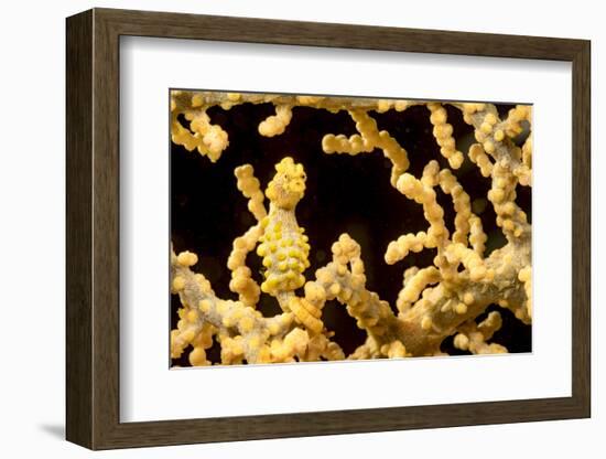 Bargibant 's pygmy seahorse on coral, Philippines-David Fleetham-Framed Photographic Print