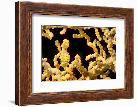 Bargibant 's pygmy seahorse on coral, Philippines-David Fleetham-Framed Photographic Print