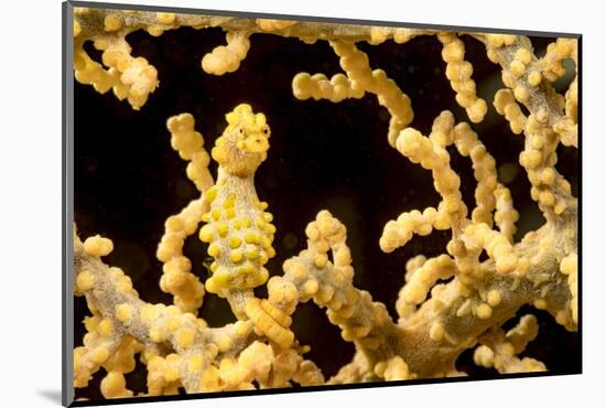 Bargibant 's pygmy seahorse on coral, Philippines-David Fleetham-Mounted Photographic Print