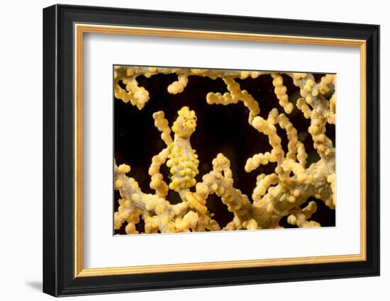 Bargibant 's pygmy seahorse on coral, Philippines-David Fleetham-Framed Photographic Print