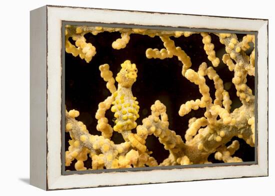 Bargibant 's pygmy seahorse on coral, Philippines-David Fleetham-Framed Premier Image Canvas