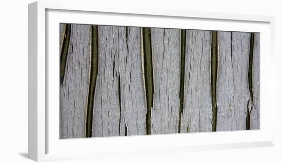 Bark Abstract-Art Wolfe-Framed Photographic Print