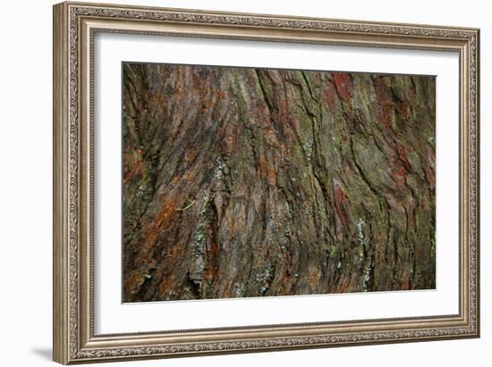 Bark Detail, Muir Woods, Marin Headlands, California-Anna Miller-Framed Photographic Print