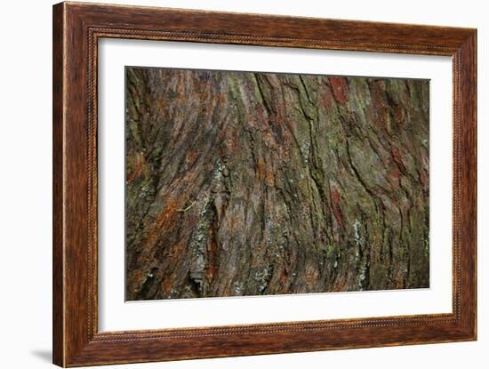 Bark Detail, Muir Woods, Marin Headlands, California-Anna Miller-Framed Photographic Print