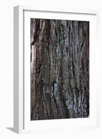 Bark Detail, Muir Woods, Marin Headlands, California-Anna Miller-Framed Photographic Print