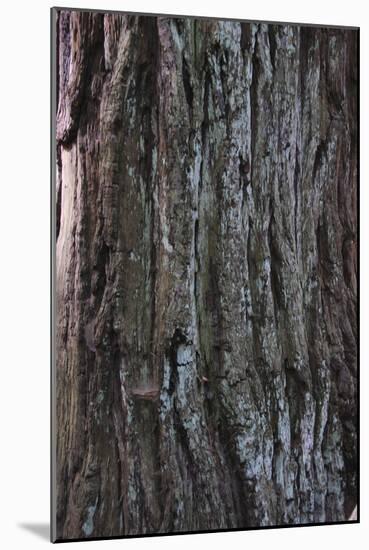Bark Detail, Muir Woods, Marin Headlands, California-Anna Miller-Mounted Photographic Print