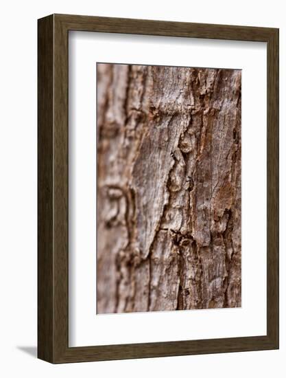 Bark II-K.B. White-Framed Photographic Print