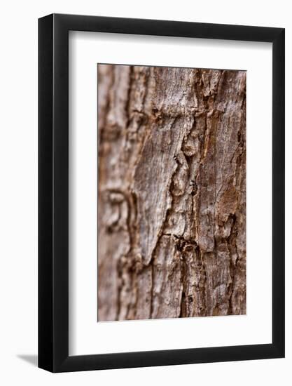 Bark II-K.B. White-Framed Photographic Print