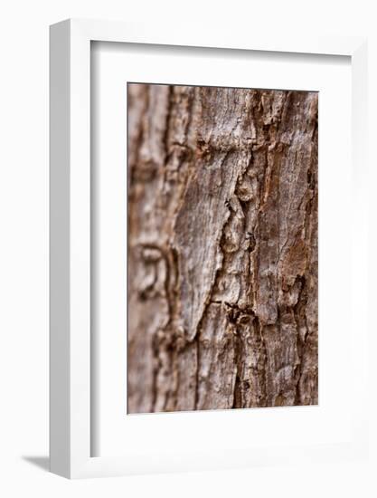 Bark II-K.B. White-Framed Photographic Print