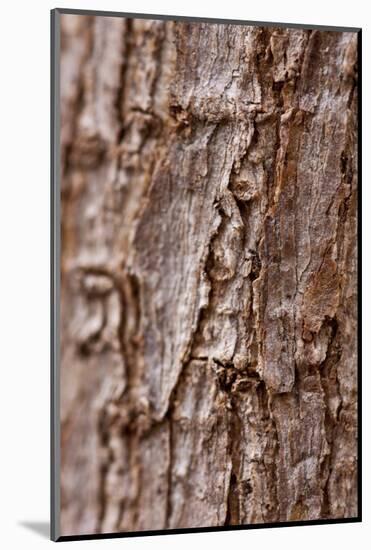 Bark II-K.B. White-Mounted Photographic Print