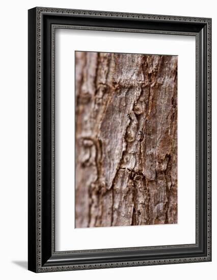 Bark II-K.B. White-Framed Photographic Print