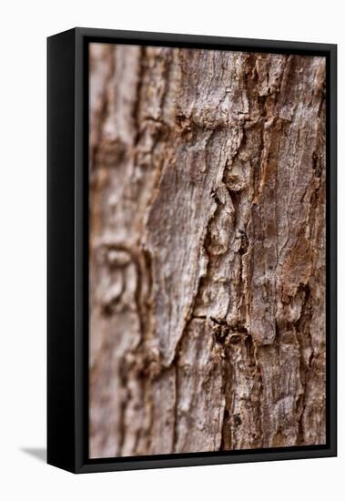 Bark II-K.B. White-Framed Premier Image Canvas