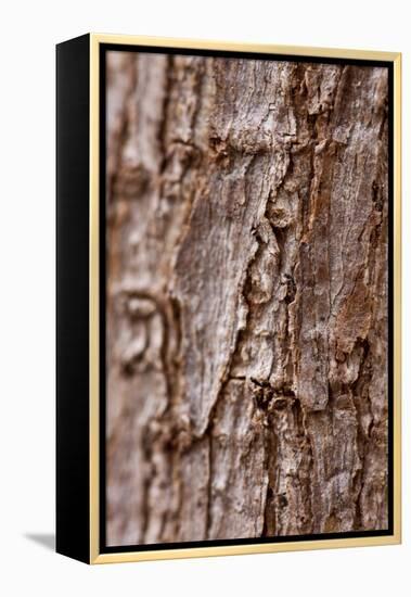 Bark II-K.B. White-Framed Premier Image Canvas