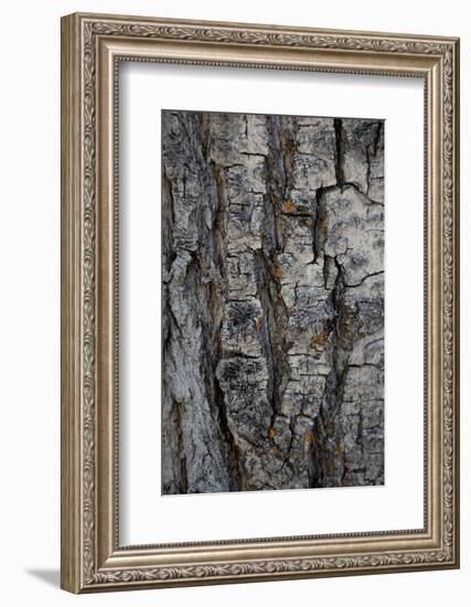 Bark of balsam poplar tree, Lunch Tree Hill, Grand Teton National Park, Wyoming, Usa.-Roddy Scheer-Framed Photographic Print