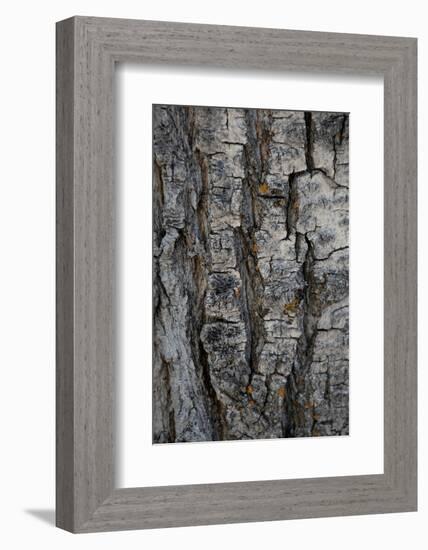 Bark of balsam poplar tree, Lunch Tree Hill, Grand Teton National Park, Wyoming, Usa.-Roddy Scheer-Framed Photographic Print