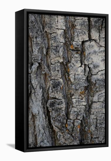 Bark of balsam poplar tree, Lunch Tree Hill, Grand Teton National Park, Wyoming, Usa.-Roddy Scheer-Framed Premier Image Canvas