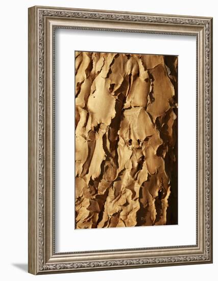 Bark of Kokerboom or Quiver Tree, Mesosaurus Fossil Camp, near Keetmanshoop, Namibia, Africa-David Wall-Framed Photographic Print