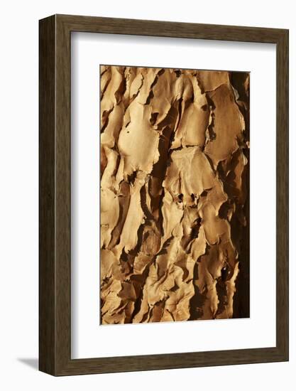 Bark of Kokerboom or Quiver Tree, Mesosaurus Fossil Camp, near Keetmanshoop, Namibia, Africa-David Wall-Framed Photographic Print