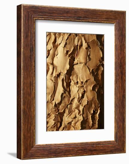 Bark of Kokerboom or Quiver Tree, Mesosaurus Fossil Camp, near Keetmanshoop, Namibia, Africa-David Wall-Framed Photographic Print