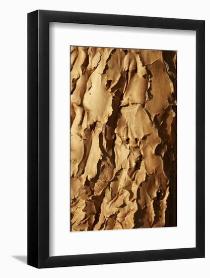 Bark of Kokerboom or Quiver Tree, Mesosaurus Fossil Camp, near Keetmanshoop, Namibia, Africa-David Wall-Framed Photographic Print