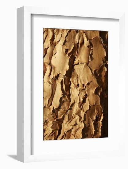 Bark of Kokerboom or Quiver Tree, Mesosaurus Fossil Camp, near Keetmanshoop, Namibia, Africa-David Wall-Framed Photographic Print