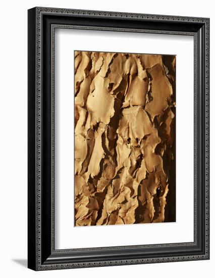 Bark of Kokerboom or Quiver Tree, Mesosaurus Fossil Camp, near Keetmanshoop, Namibia, Africa-David Wall-Framed Photographic Print