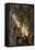 Bark-K.B. White-Framed Premier Image Canvas