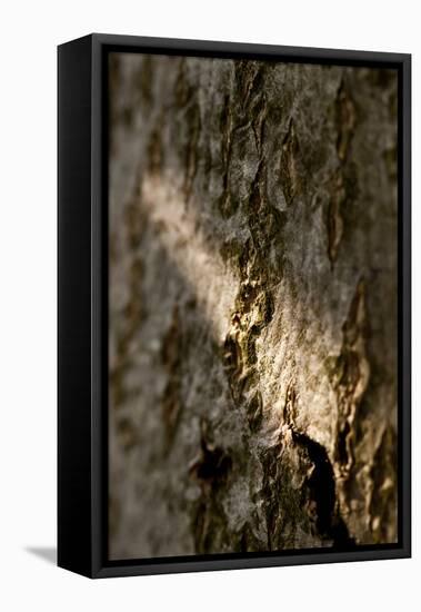 Bark-K.B. White-Framed Premier Image Canvas