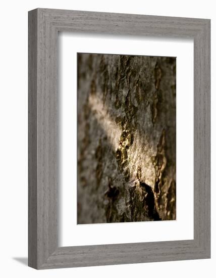 Bark-K.B. White-Framed Photographic Print