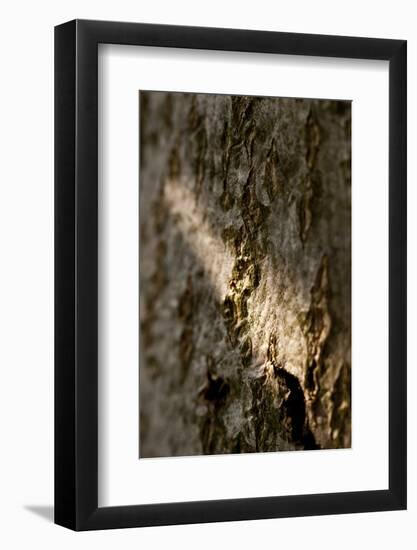 Bark-K.B. White-Framed Photographic Print