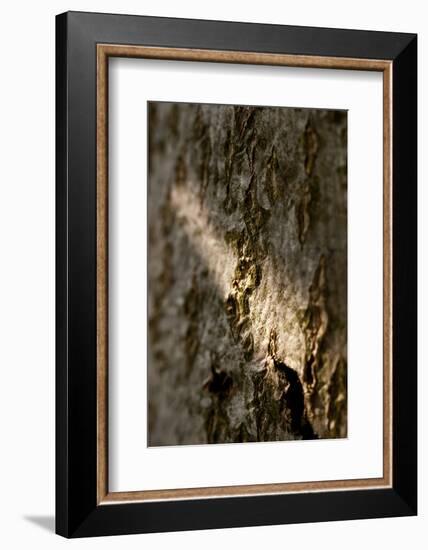 Bark-K.B. White-Framed Photographic Print