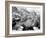 Barker Dam, Joshua Tree National Park, California, USA-Janell Davidson-Framed Photographic Print