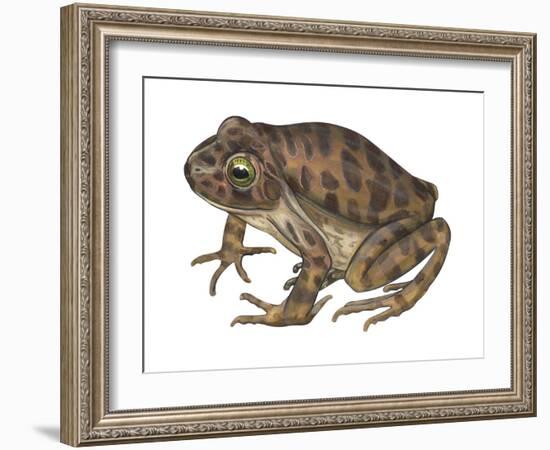 Barking Frog (Eleutherodactylus Latrans), Amphibians-Encyclopaedia Britannica-Framed Art Print