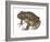 Barking Frog (Eleutherodactylus Latrans), Amphibians-Encyclopaedia Britannica-Framed Art Print