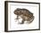 Barking Frog (Eleutherodactylus Latrans), Amphibians-Encyclopaedia Britannica-Framed Art Print