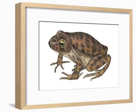 Barking Frog (Eleutherodactylus Latrans), Amphibians-Encyclopaedia Britannica-Framed Art Print