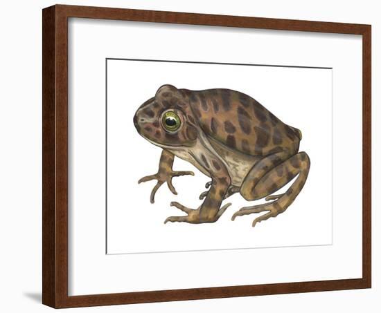 Barking Frog (Eleutherodactylus Latrans), Amphibians-Encyclopaedia Britannica-Framed Art Print