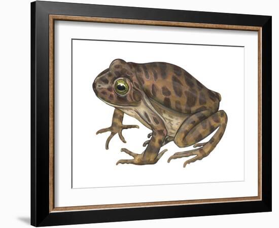 Barking Frog (Eleutherodactylus Latrans), Amphibians-Encyclopaedia Britannica-Framed Art Print