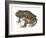 Barking Frog (Eleutherodactylus Latrans), Amphibians-Encyclopaedia Britannica-Framed Art Print