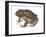 Barking Frog (Eleutherodactylus Latrans), Amphibians-Encyclopaedia Britannica-Framed Art Print