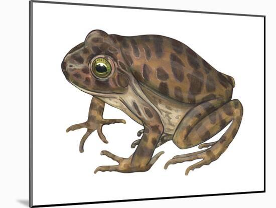 Barking Frog (Eleutherodactylus Latrans), Amphibians-Encyclopaedia Britannica-Mounted Art Print