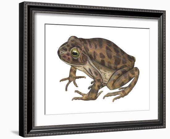 Barking Frog (Eleutherodactylus Latrans), Amphibians-Encyclopaedia Britannica-Framed Art Print