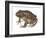 Barking Frog (Eleutherodactylus Latrans), Amphibians-Encyclopaedia Britannica-Framed Art Print