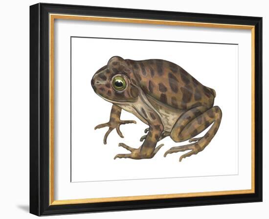 Barking Frog (Eleutherodactylus Latrans), Amphibians-Encyclopaedia Britannica-Framed Art Print