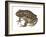 Barking Frog (Eleutherodactylus Latrans), Amphibians-Encyclopaedia Britannica-Framed Art Print