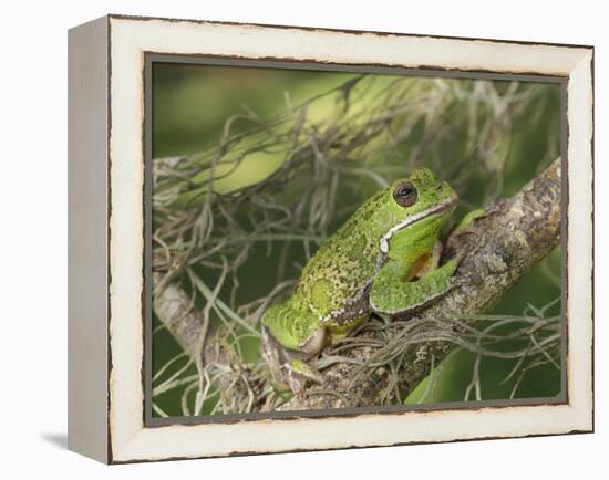 Barking tree frog on branch, Hyla gratiosa, Florida-Maresa Pryor-Framed Premier Image Canvas