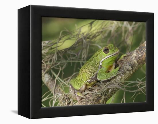 Barking tree frog on branch, Hyla gratiosa, Florida-Maresa Pryor-Framed Premier Image Canvas