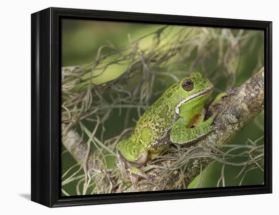 Barking tree frog on branch, Hyla gratiosa, Florida-Maresa Pryor-Framed Premier Image Canvas