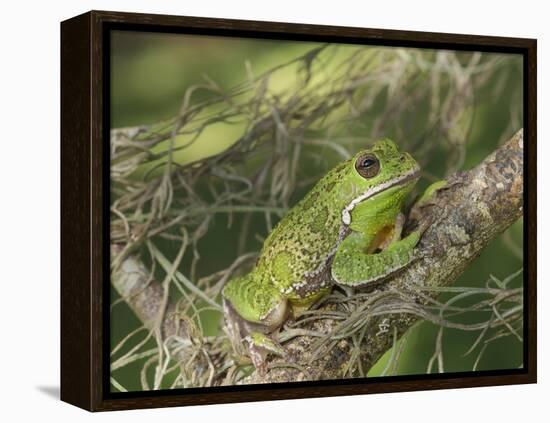 Barking tree frog on branch, Hyla gratiosa, Florida-Maresa Pryor-Framed Premier Image Canvas