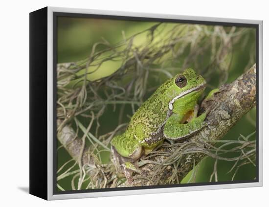 Barking tree frog on branch, Hyla gratiosa, Florida-Maresa Pryor-Framed Premier Image Canvas